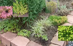 sedum.webp