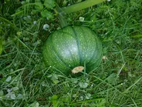 kuerbis03082010.webp