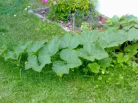 kuerbispflanze27072010.webp kuerbispflanze27072010.webp