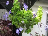 30926.webp