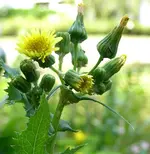 A Gaensediestel kohl 1.webp