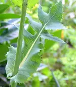 A Gaensediestel kohl 2.webp