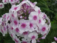 IMG_9107_1024x768.webp