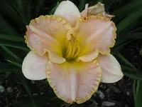 IMG_albert12_1024x768.webp