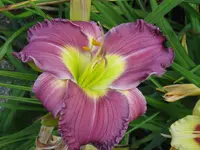 IMG_albert33_1024x768.webp