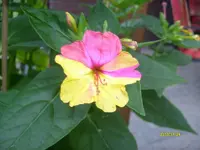 S6304254.webp