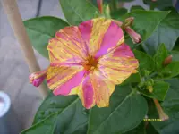 S6304252.webp