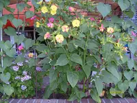S6304256.webp