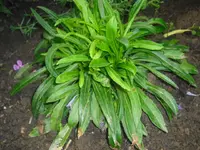 CIMG0401.webp