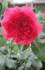 Erste Blüte Rosarium Uetersen2.webp