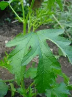 CIMG0400.webp
