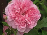 040.webp