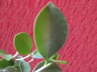 IMG_0336.webp