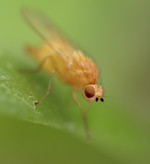kleine Fliege.webp