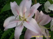 JD500063.webp