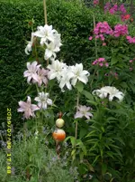 JD500077.webp
