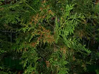 thuja01.webp