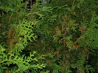 thuja02.webp