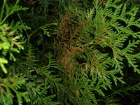 thuja03.webp