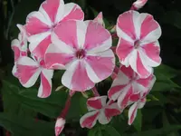 IMG_9145_1024x768.webp