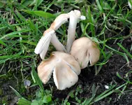 pilz.webp