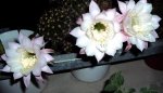 DSC00193 - 2010-07-04 - echinopsis.jpg