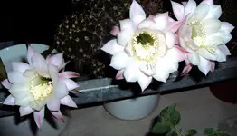 DSC00193 - 2010-07-04 - echinopsis.webp
