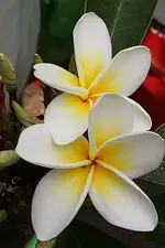Plumeria 1 04.07.10.webp