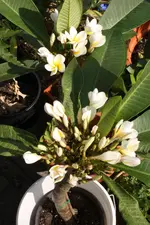 Plumeria 2 14.07.10.webp