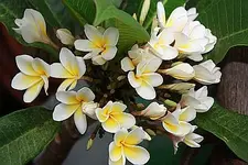 Plumeria 22.07.10.webp