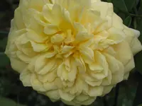 001.webp