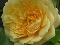002.webp