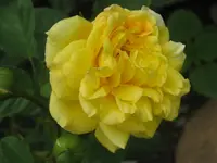 005.webp