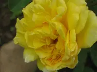 006.webp