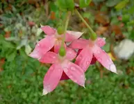 Fuchsie v.webp