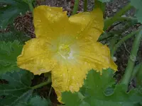 Zucchini Bluete v.webp