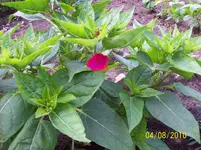 100_1897.webp