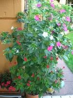 CIMG4787.webp