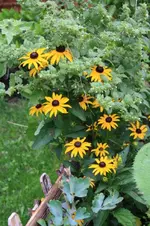 Rudbeckia.webp