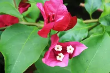 Bouganville Blüte.webp