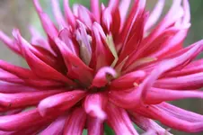 Dahlie.webp