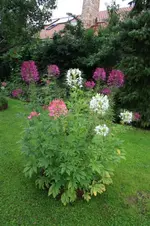 Spinnenblumen.webp