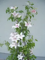 DSCF6876.webp