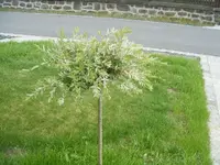 DSCF6877.webp