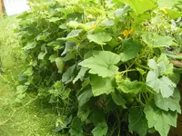 DSCF6882.webp
