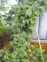 DSCF6885.webp