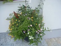DSCF6886.webp