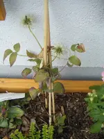 DSCF6888.webp