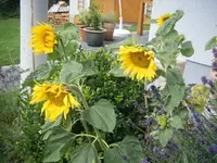 DSCF6879.webp