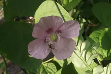 Garten 007.webp